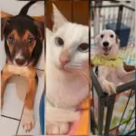 Com espaço para adoção de animais, Arraial Pet será realizado em Manaus
